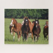 Herde der im Feld Stehenden walisischen Ponys Puzzle (Horizontal)