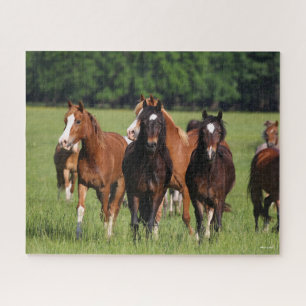 Herde der im Feld Stehenden walisischen Ponys Puzzle