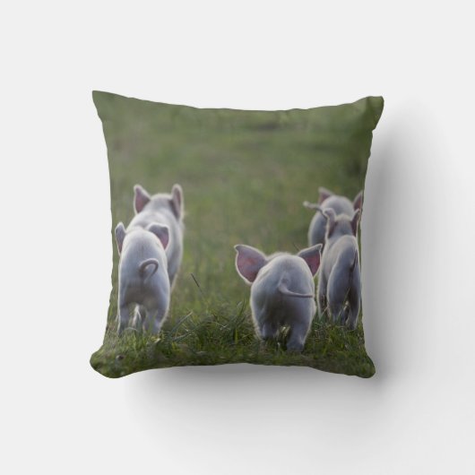 Herde der niedlichen Ferkel auf Kissen (Vorderseite)