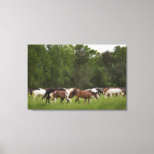Herde der Pferde, Tennessee Leinwanddruck