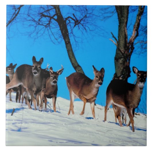 Herde der Rotwild Fliese (Vorderseite)