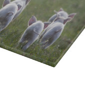 Herde des Ferkel-Schneidebretts Schneidebrett (Ecke)