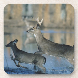 Herde des Weißwedelhirschs laufend durch Wasser Getränkeuntersetzer
