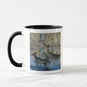 Herde des Weißwedelhirschs laufend durch Wasser Tasse