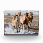 Herde gemischter Pferde, die im Schnee laufen Fotoblock (Vorderseite)