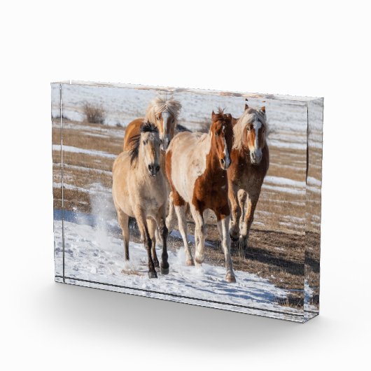Herde gemischter Pferde, die im Schnee laufen Fotoblock (Rechts)