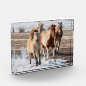 Herde gemischter Pferde, die im Schnee laufen Fotoblock (Links)