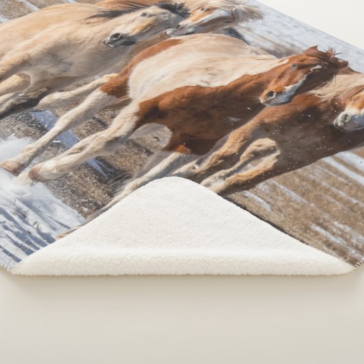 Herde gemischter Pferde, die im Schnee laufen Sherpadecke (3/4)