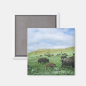 Herde von Bisongras, Gras von Prärien am Theodore Magnet (Vorderseite/Rückseite)