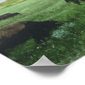Herde von Bisongras, Gras von Prärien am Theodore Poster (Ecke)