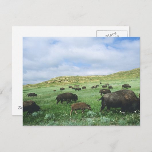 Herde von Bisongras, Gras von Prärien am Theodore Postkarte (Vorne/Hinten)