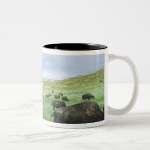 Herde von Bisongras, Gras von Prärien am Theodore Zweifarbige Tasse