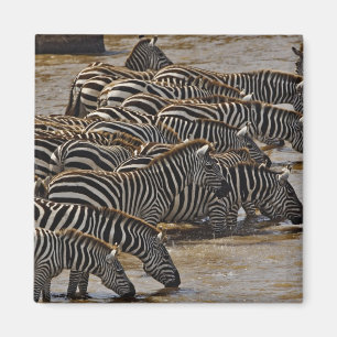 Herde von Burchell-Zebras beim Trinken aus dem Mar Magnet
