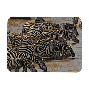 Herde von Burchell-Zebras trinkt aus dem Mara Magnet