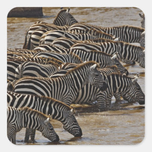Herde von Burchell-Zebras trinkt aus dem Mara Quadratischer Aufkleber