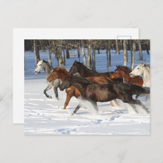 Herde von im Schnee laufenden Trakehner-Pferden Postkarte (Vorne/Hinten)
