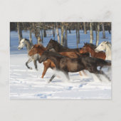 Herde von im Schnee laufenden Trakehner-Pferden Postkarte (Vorderseite)