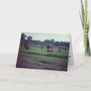 "Herde von Kühen" Geburtstagskarte Karte