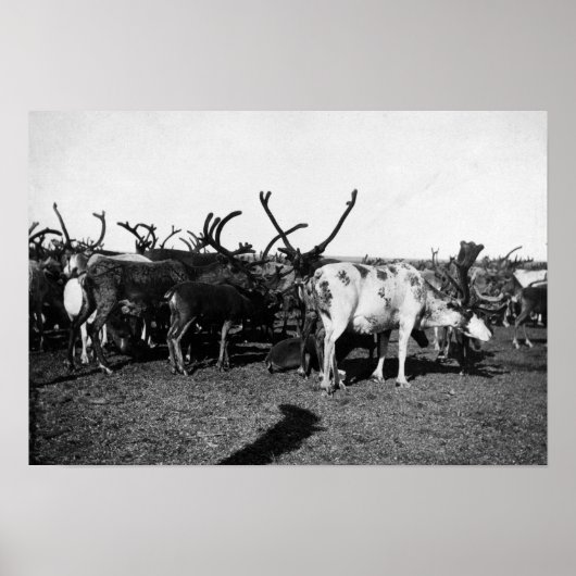 Herde von Reindeer in Alaska-Fotografie Poster (Vorne)