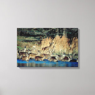 Herde von Rotwild 2 Leinwanddruck