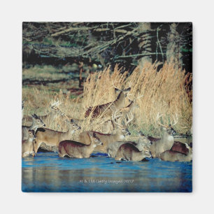 Herde von Rotwild 2 Magnet