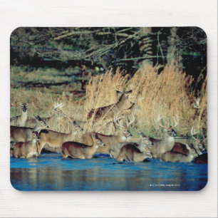 Herde von Rotwild 2 Mousepad