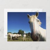 Herde von Weißen Pferden Postkarte (Vorne/Hinten)