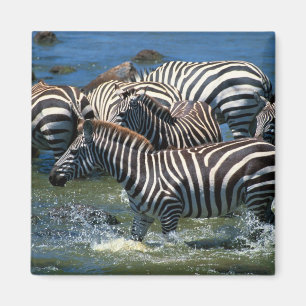 Herde von Zebras 2 Magnet