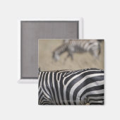 Herde von Zebras, Masai Mara Game Reserve, Magnet (Vorderseite/Rückseite)