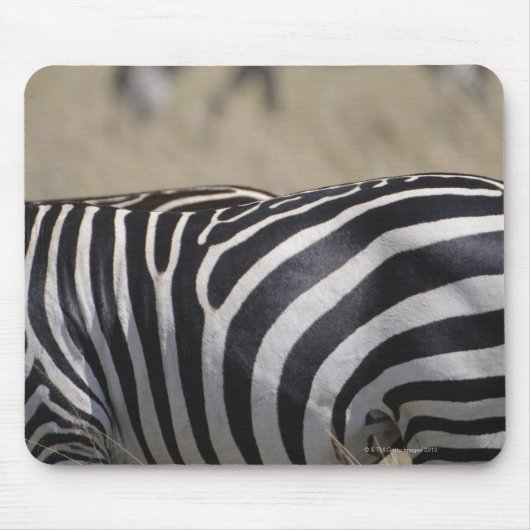 Herde von Zebras, Masai Mara Game Reserve, Mousepad (Vorne)