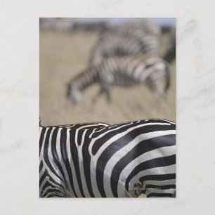 Herde von Zebras, Masai Mara Game Reserve, Postkarte