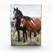 Herde wild lebender Pferde Fotoblock (Vorderseite)