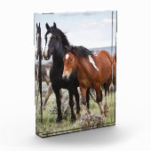 Herde wild lebender Pferde Fotoblock (Links)