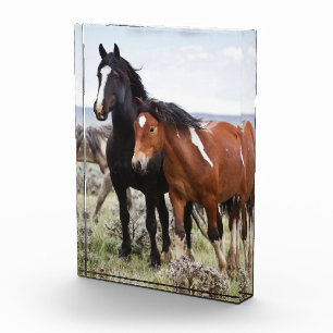 Herde wild lebender Pferde Fotoblock