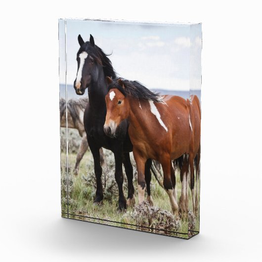 Herde wild lebender Pferde Fotoblock (Rechts)