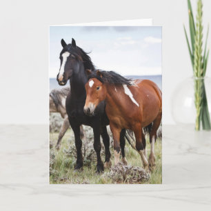 Herde wild lebender Pferde Karte