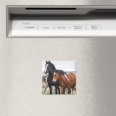 Herde wild lebender Pferde Magnet (In Situ (Geschirrspüler))