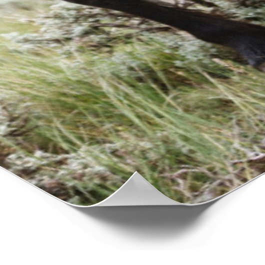 Herde wild lebender Pferde Poster (Ecke)