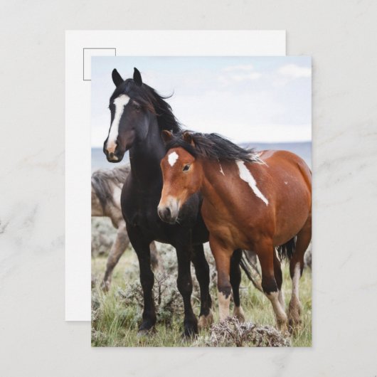 Herde wild lebender Pferde Postkarte (Vorne/Hinten)