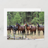 Herde wild lebender Pferde Postkarte (Vorne/Hinten)