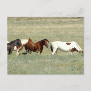 Herde wild lebender Pferde Postkarte