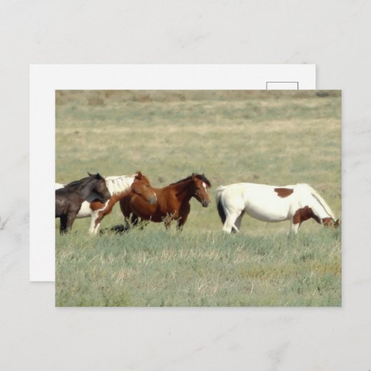 Herde wild lebender Pferde Postkarte (Vorne/Hinten)