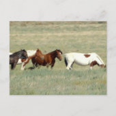 Herde wild lebender Pferde Postkarte (Vorderseite)