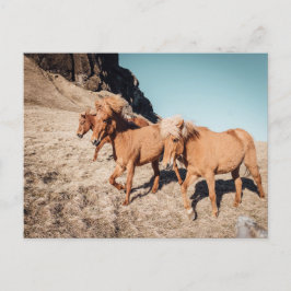 Herde wilder Ponies Postkarte