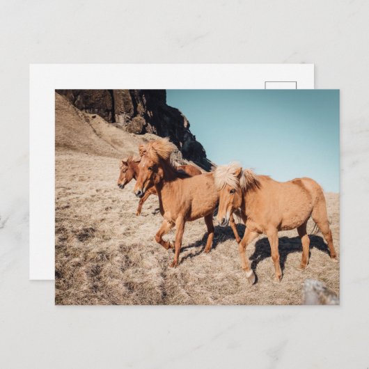 Herde wilder Ponies Postkarte (Vorne/Hinten)