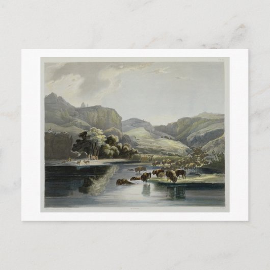 Herden des Bisons und der Elche auf dem Oberleder Postkarte (Vorderseite)