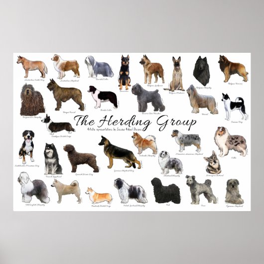 Herding Group Poster (Vorne)