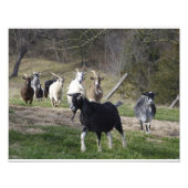 Herding-Zuhause Fotodruck (Vorne)