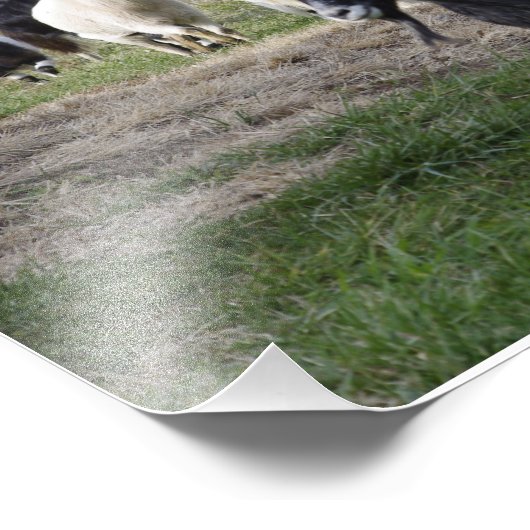 Herding-Zuhause Fotodruck (Ecke)