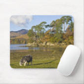 Herdwick Schafe bei Friars Crag, Derwentwater, 2 Mousepad (Mit Mouse)
